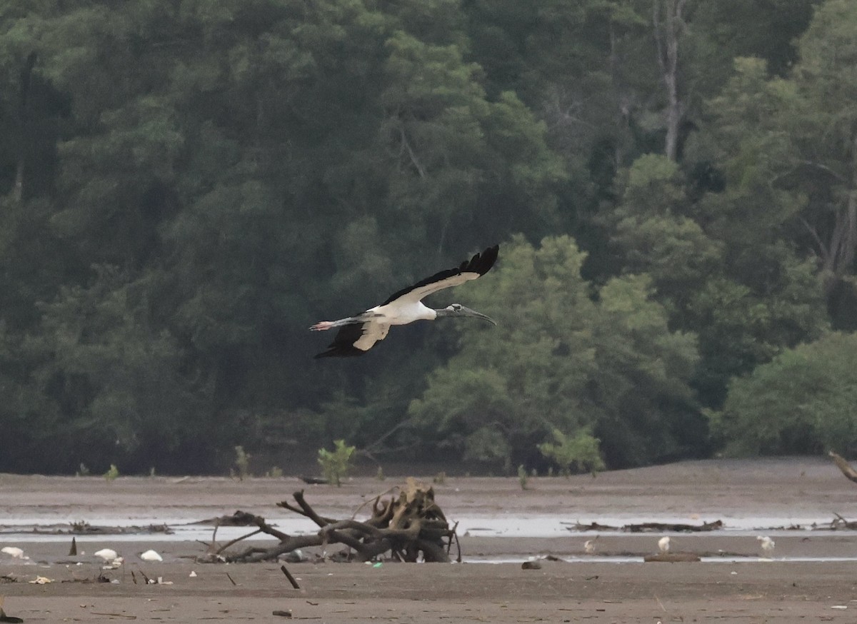 Wood Stork - Amy Bishop & Doug Booher