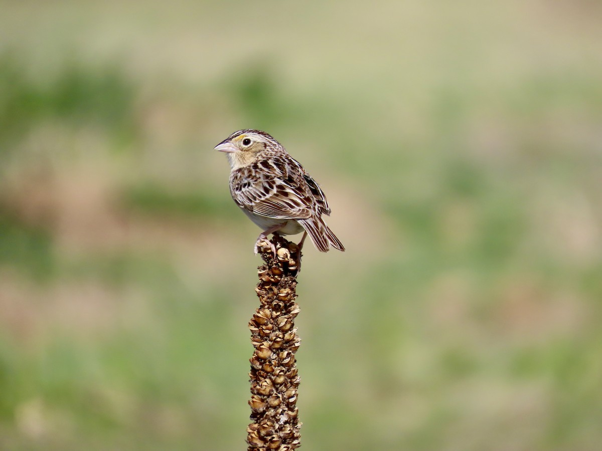 Grasshopper Sparrow - ML619633695