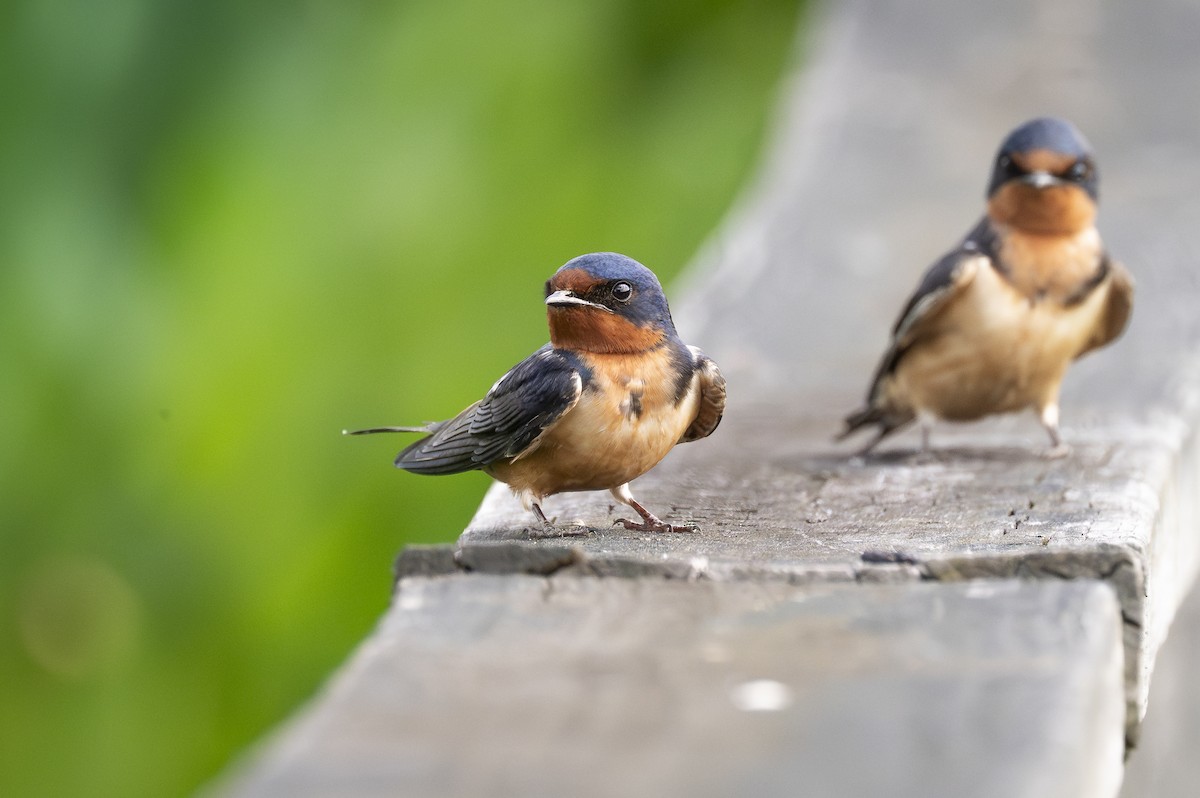 Barn Swallow - ML619633704