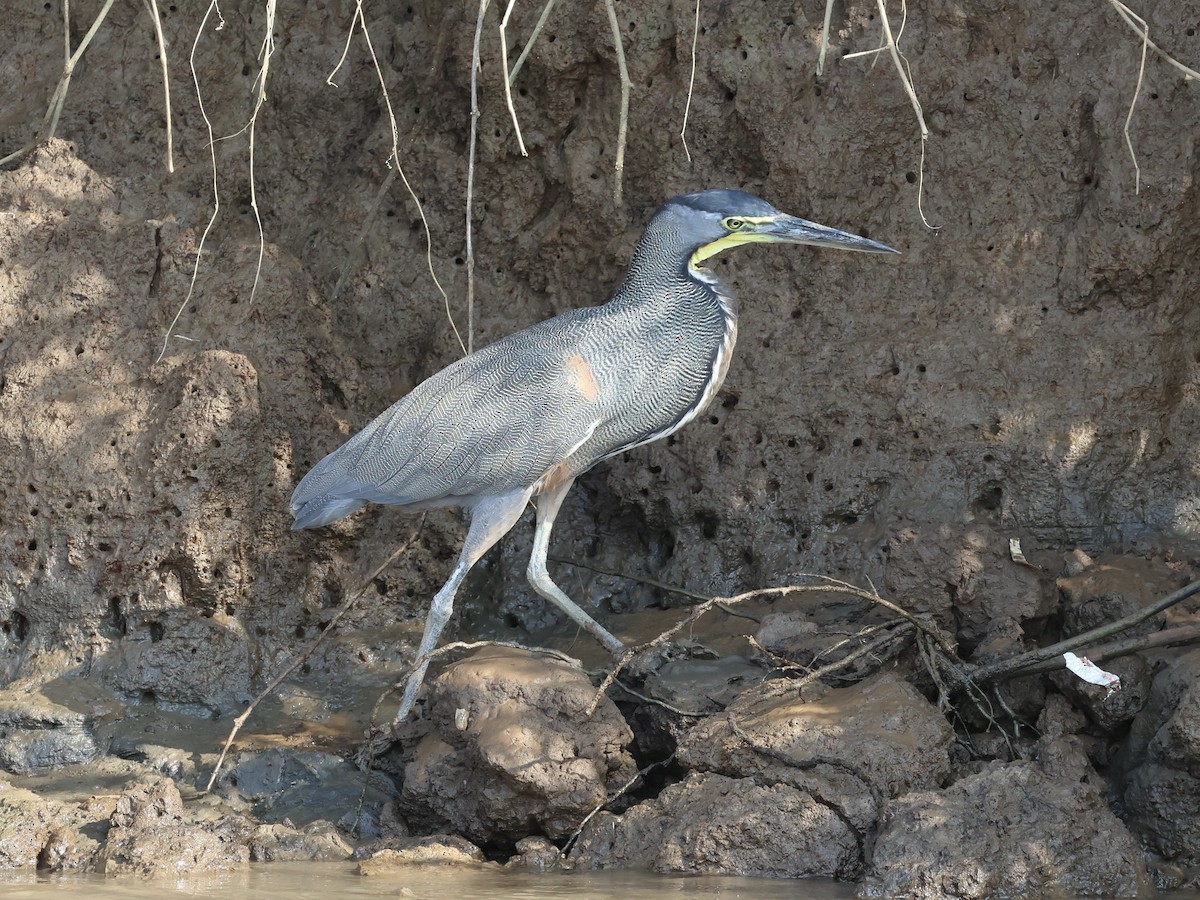 Bare-throated Tiger-Heron - Amy Bishop & Doug Booher