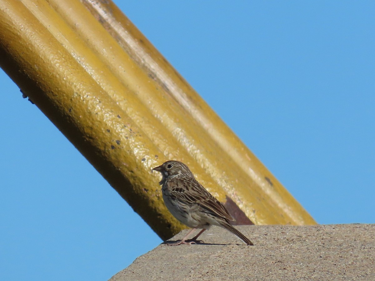 Vesper Sparrow - Diane Roberts