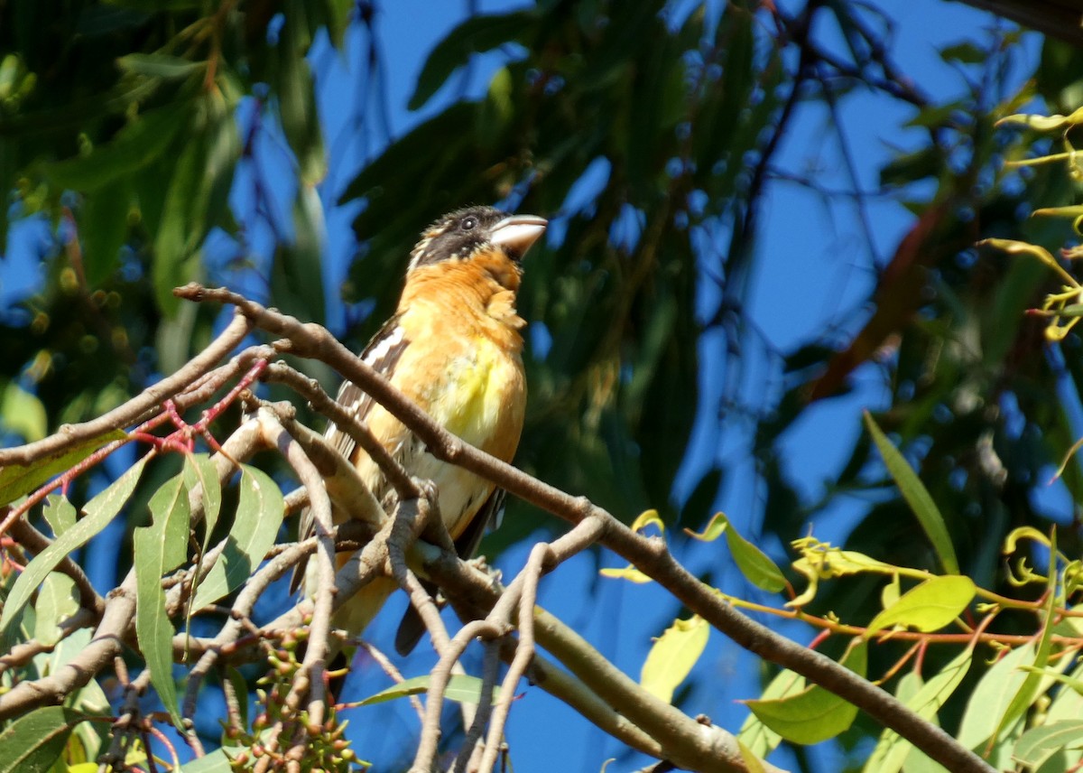 Black-headed Grosbeak - David Assmann