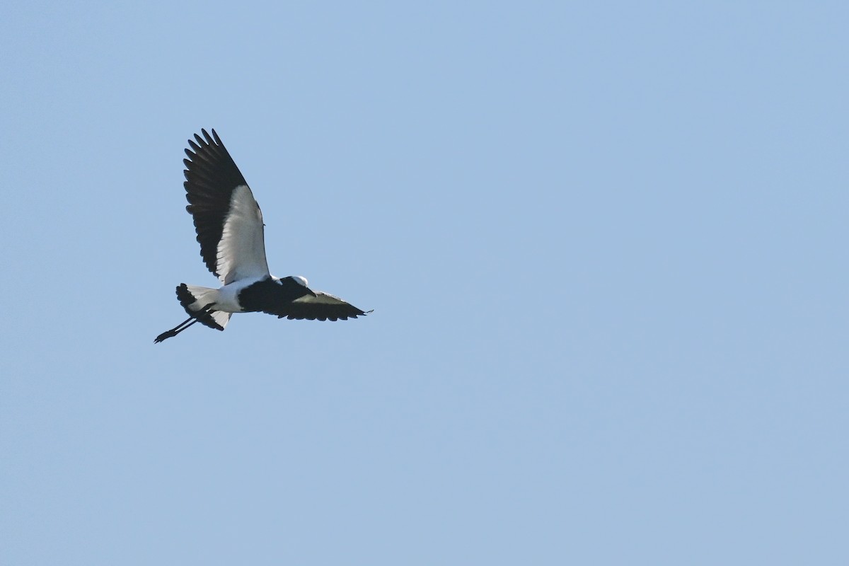 Blacksmith Lapwing - Marcelina Poddaniec