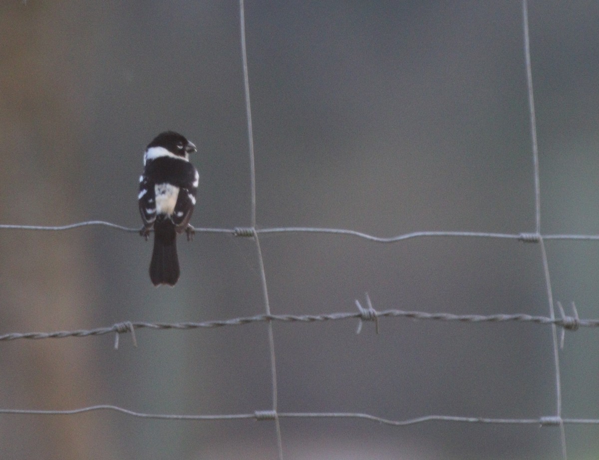 Morelet's Seedeater - Richard Greenhalgh