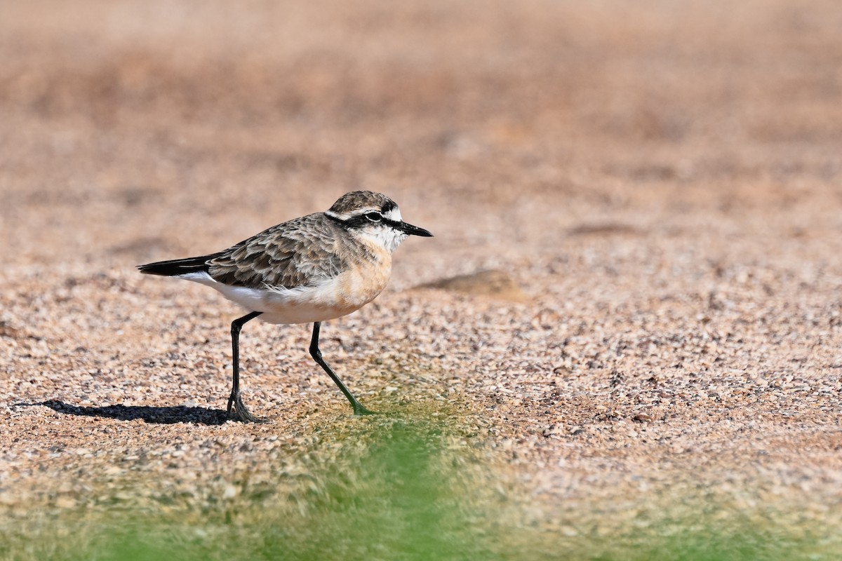 Kittlitz's Plover - ML619633735