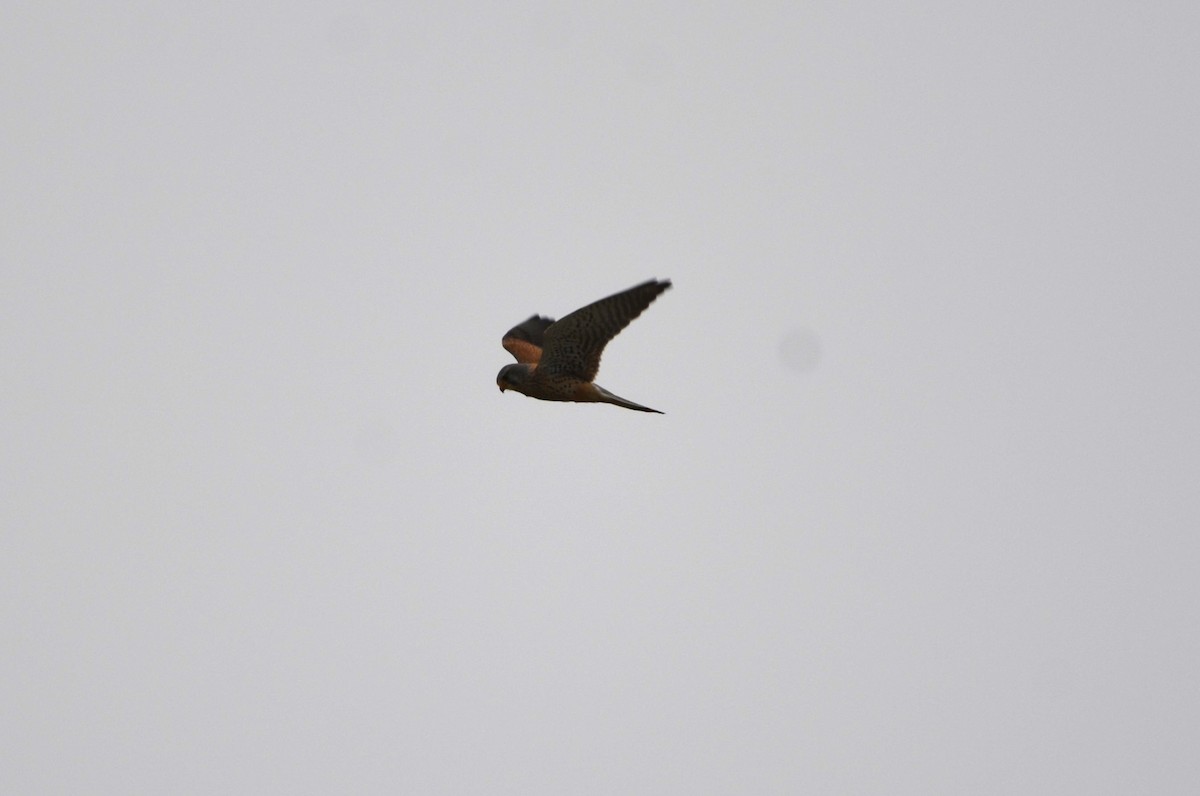 Eurasian Kestrel - Dominique Blanc