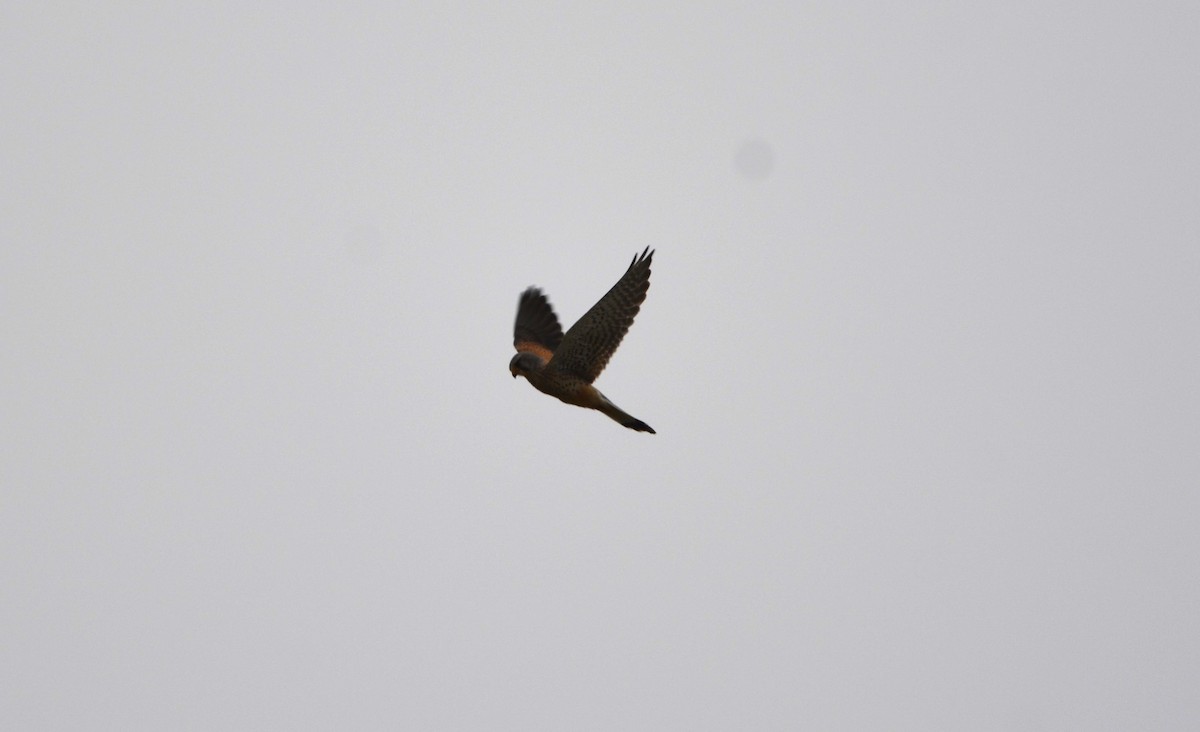 Eurasian Kestrel - Dominique Blanc