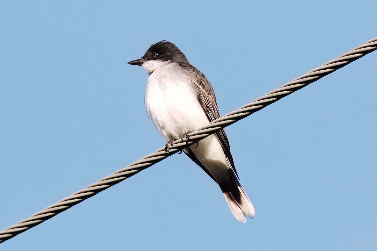 Eastern Kingbird - Gary Jarvis