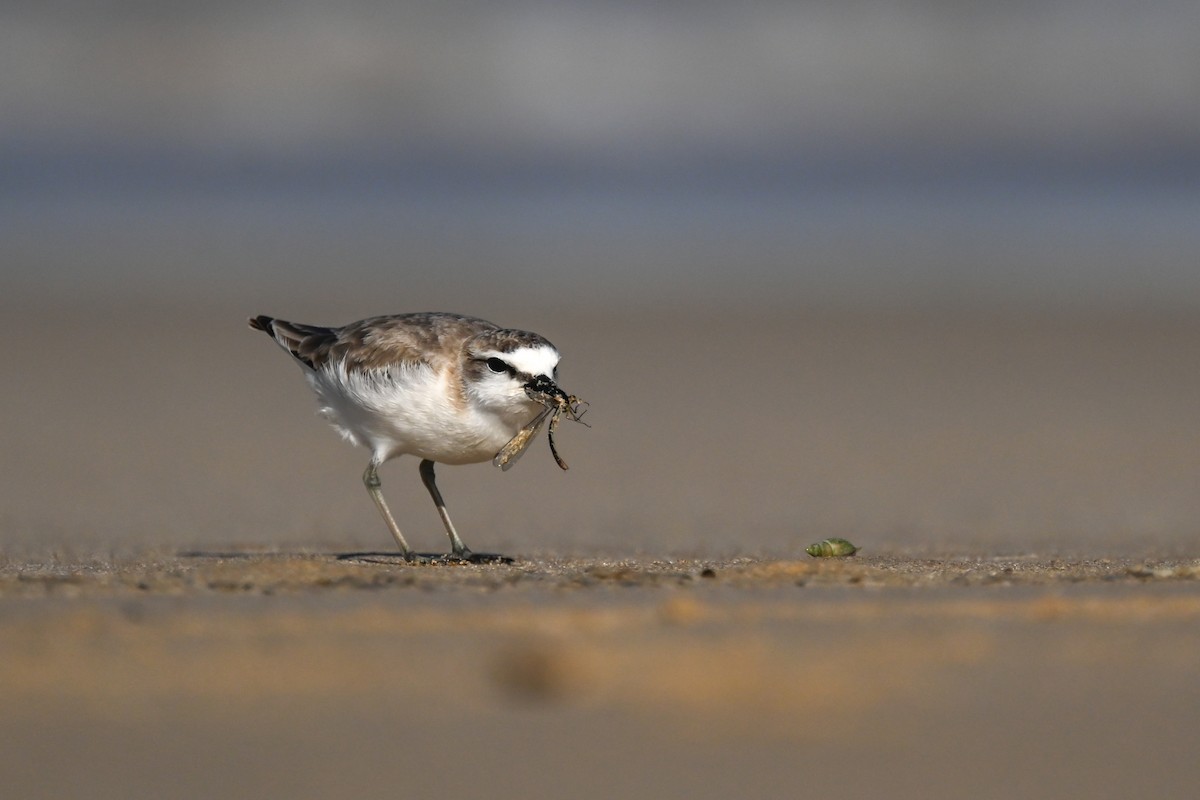 White-fronted Plover - Marcelina Poddaniec