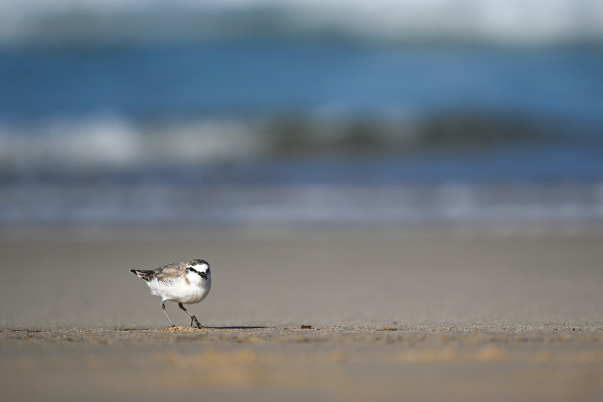 White-fronted Plover - Marcelina Poddaniec