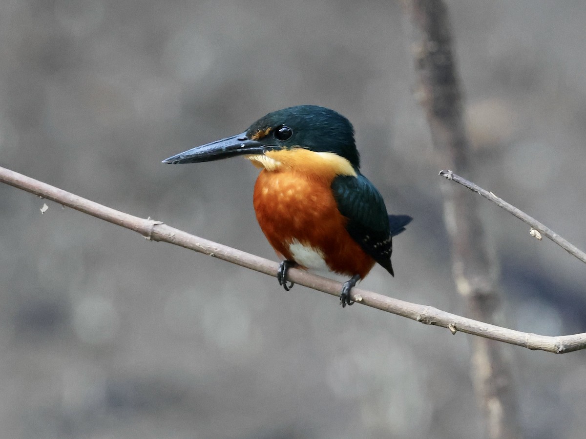 American Pygmy Kingfisher - Amy Bishop & Doug Booher