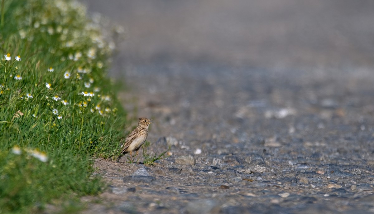 Eurasian Skylark - František Straka