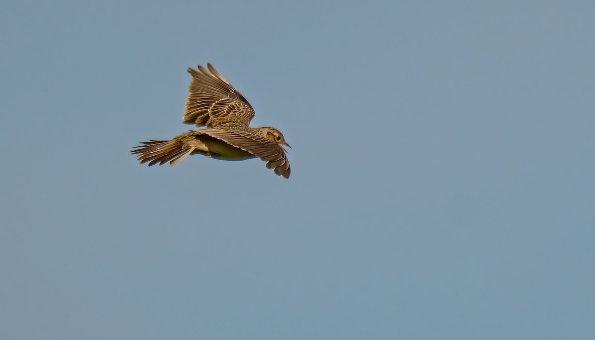 Eurasian Skylark - František Straka