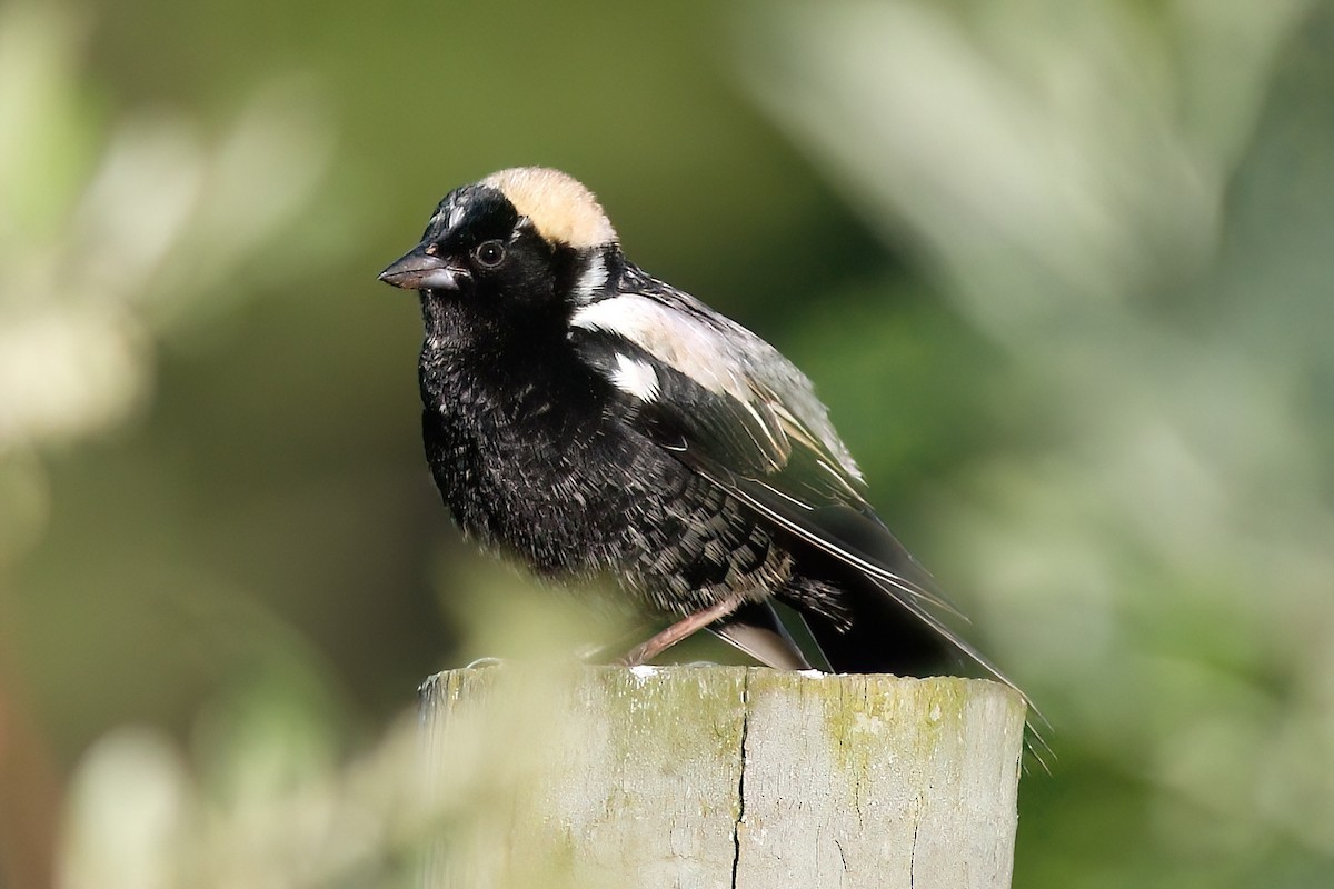 Bobolink - Gary Jarvis