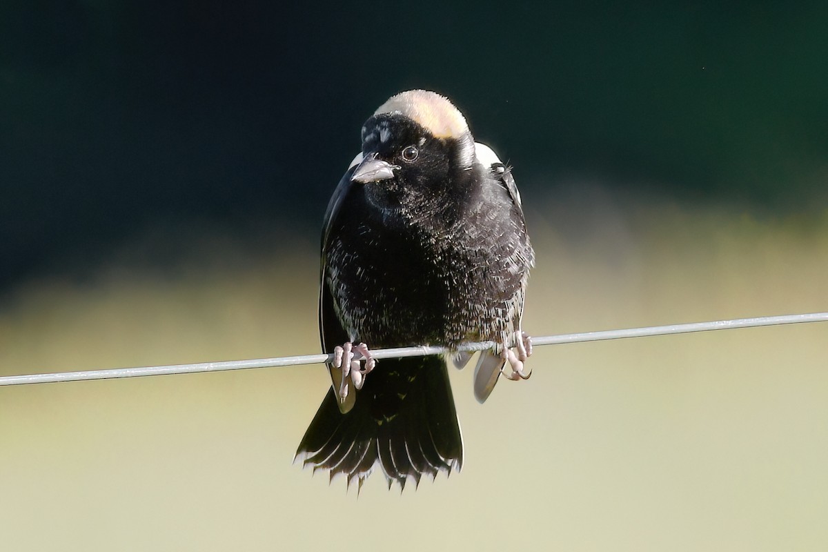 Bobolink - Gary Jarvis