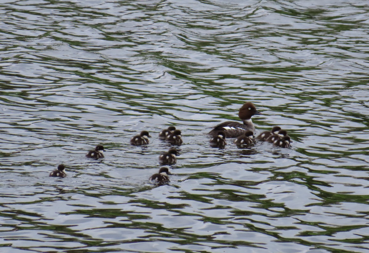 Common Goldeneye - Chantal Labbé