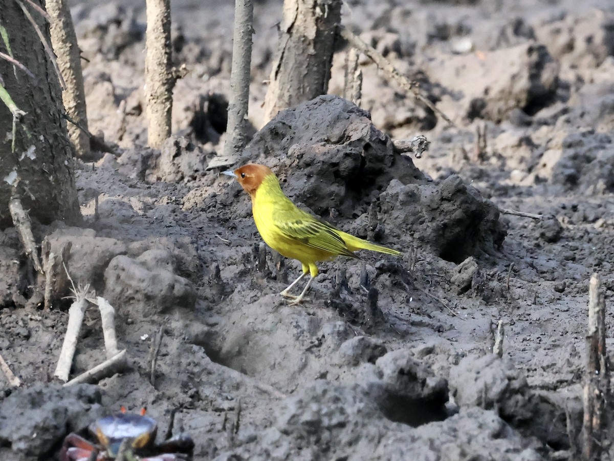Yellow Warbler (Mangrove) - Amy Bishop & Doug Booher