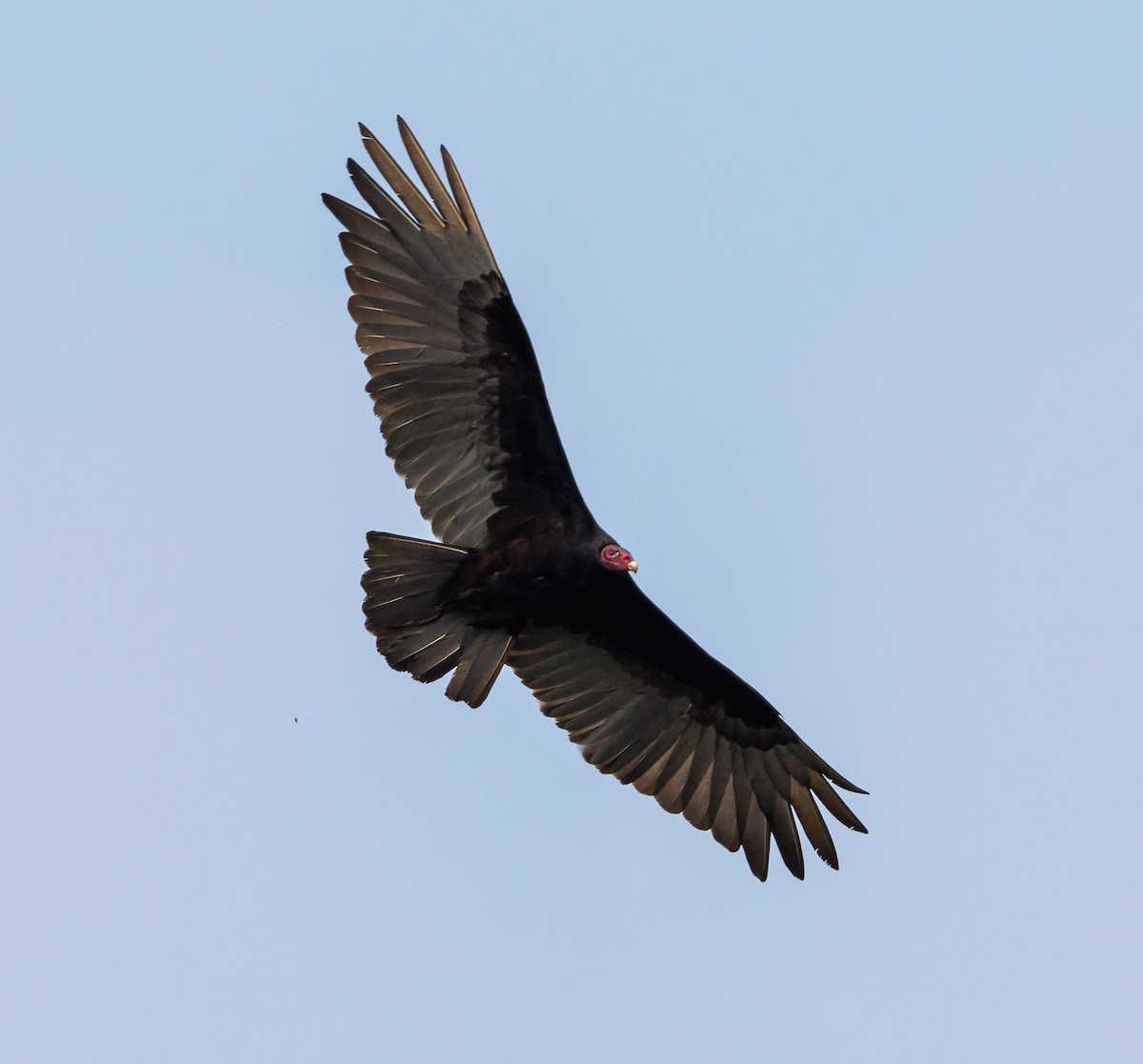Turkey Vulture - Ricky Perez Leon
