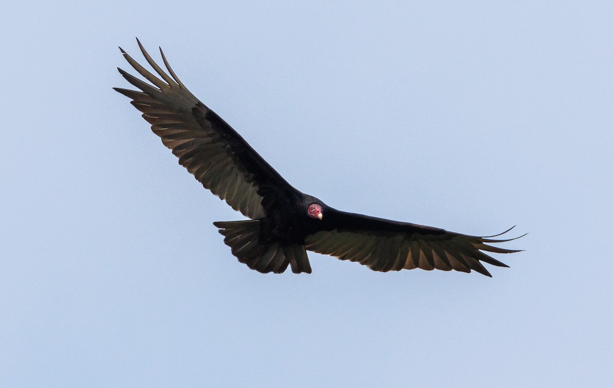 Turkey Vulture - Ricky Perez Leon