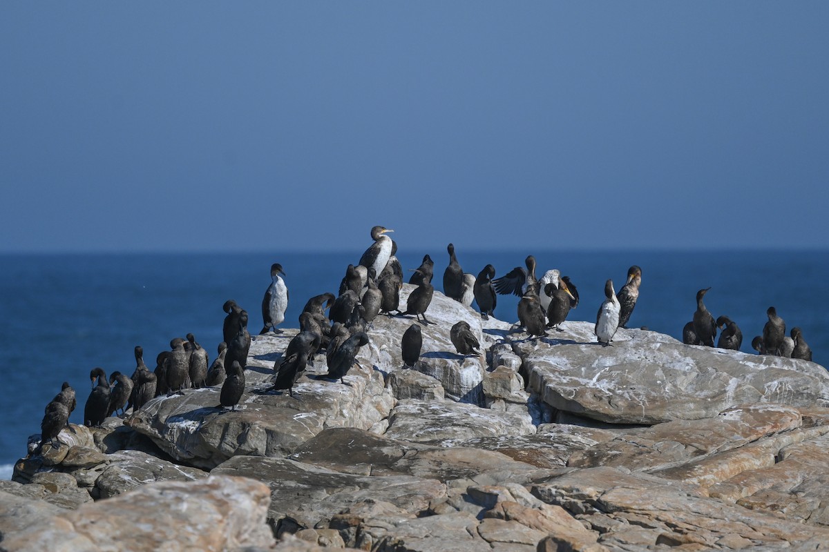 Great Cormorant (White-breasted) - Marcelina Poddaniec