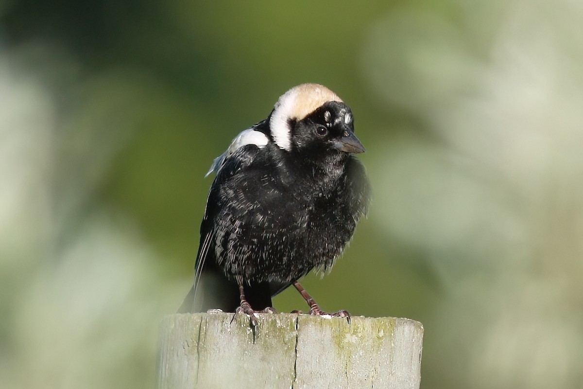 Bobolink - Gary Jarvis