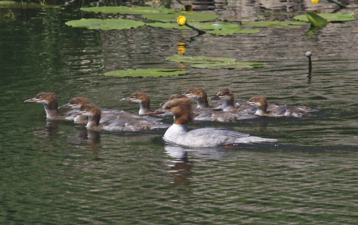 Common Merganser - ML619633796