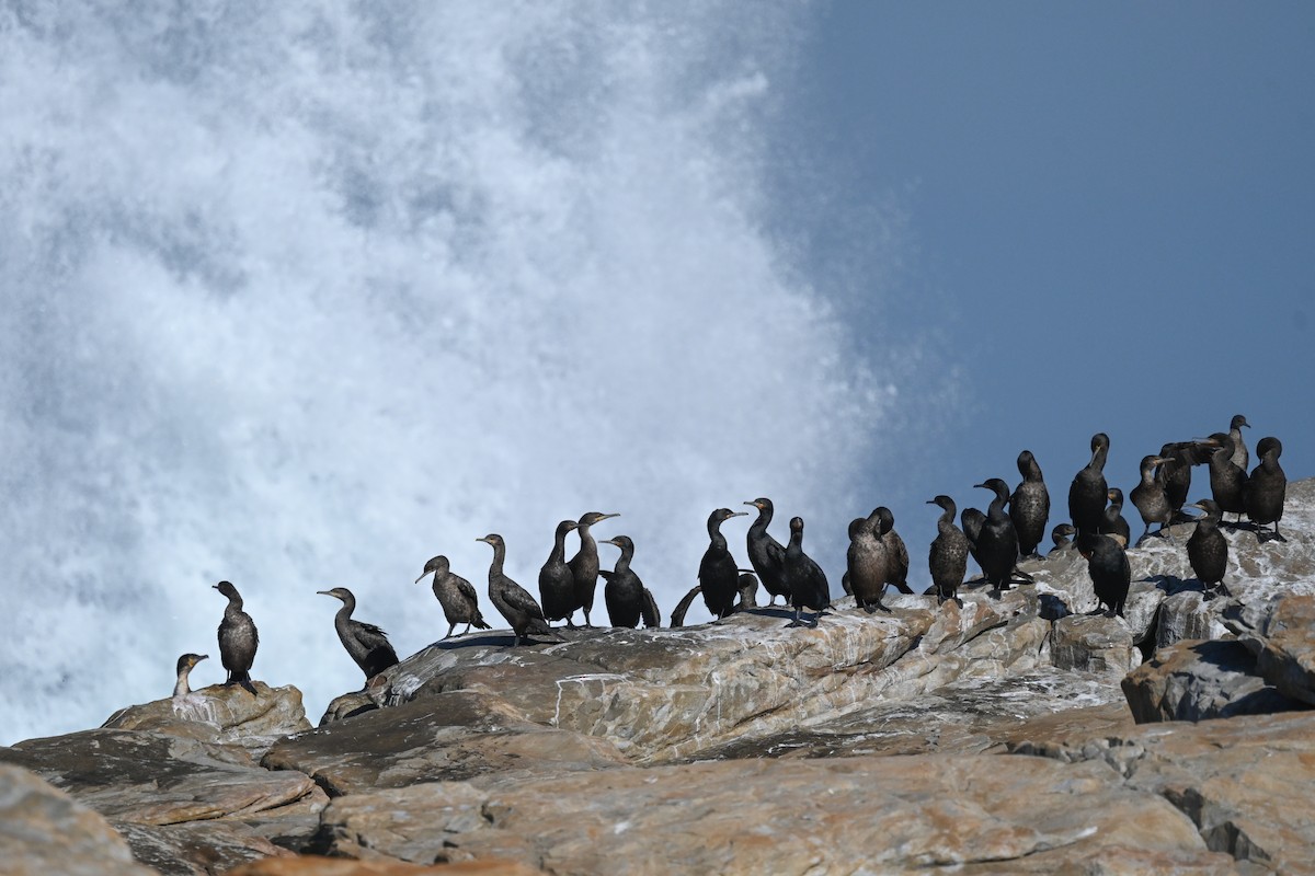 Cape Cormorant - Marcelina Poddaniec