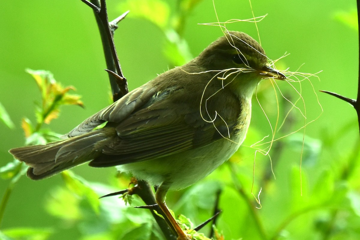 Willow Warbler - Blair Whyte