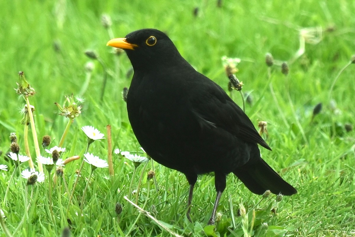 Eurasian Blackbird - Blair Whyte