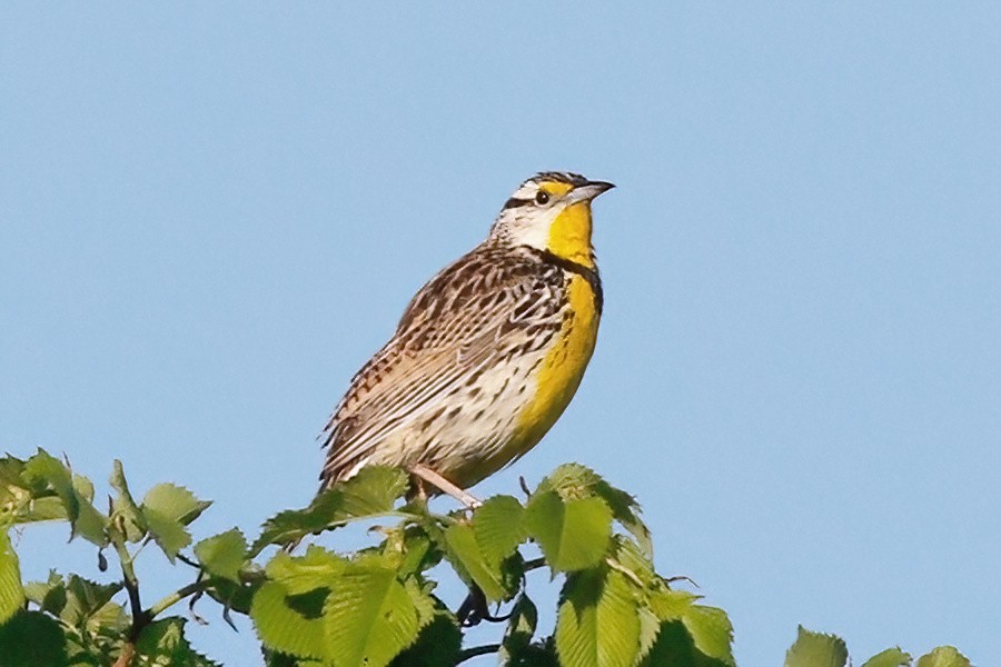 Eastern Meadowlark - Gary Jarvis