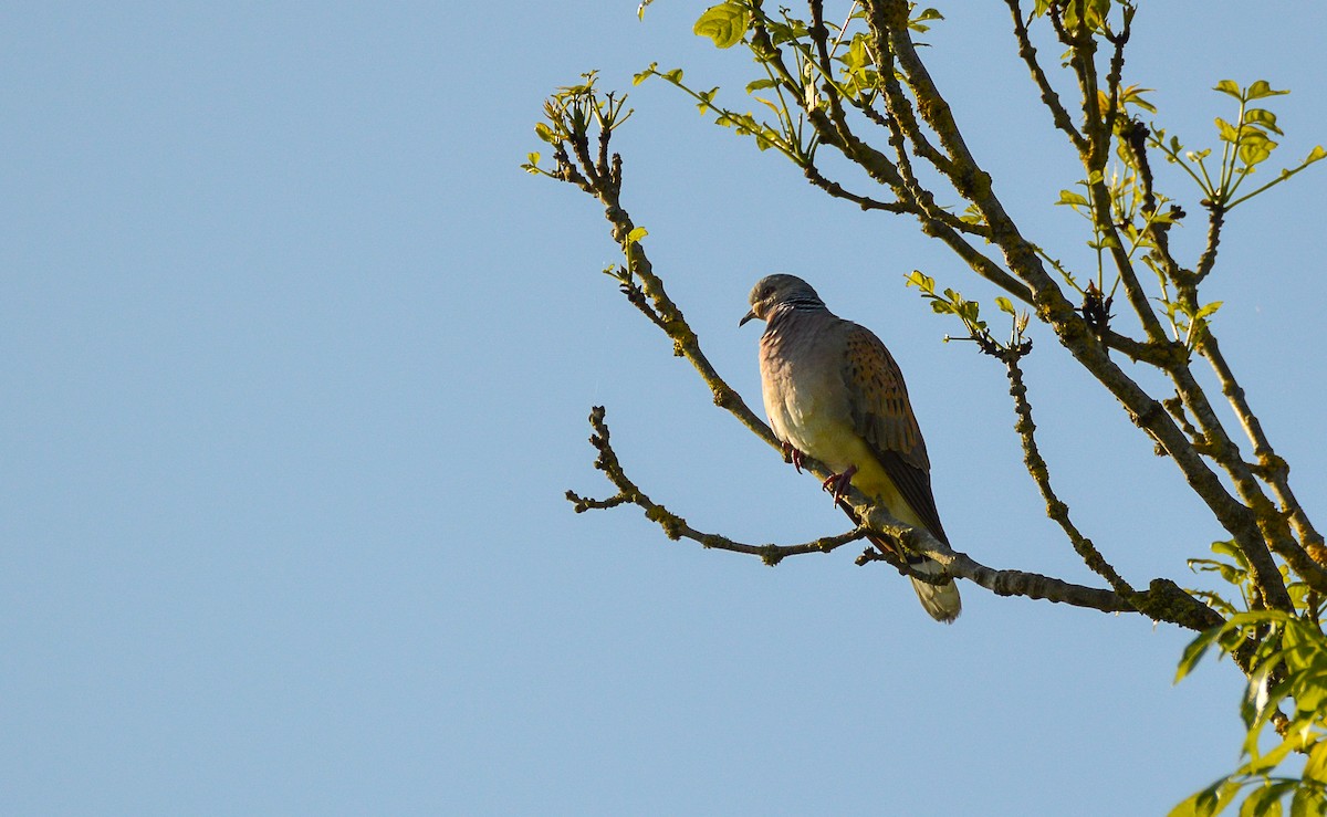 European Turtle-Dove - Matt Phelps