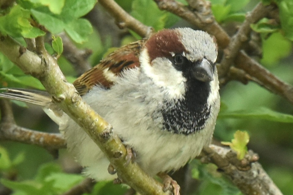 House Sparrow - Blair Whyte