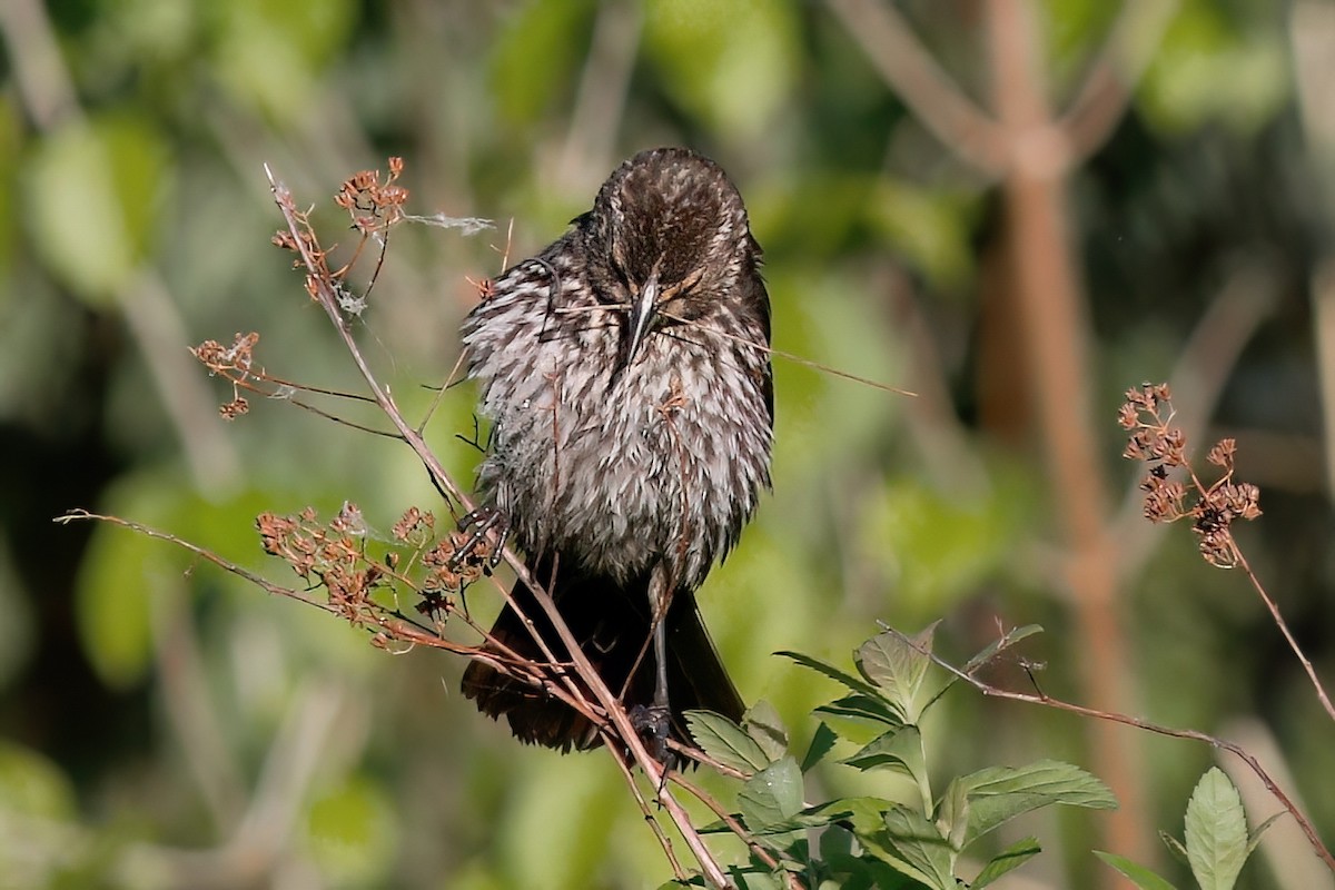 Red-winged Blackbird - Gary Jarvis