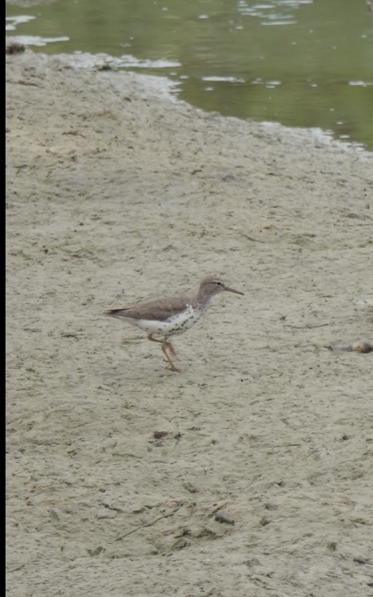 Spotted Sandpiper - ML619633818