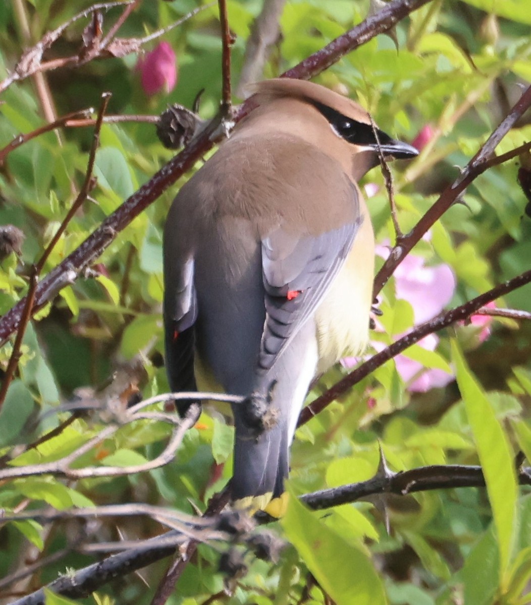 Cedar Waxwing - Tim Janzen