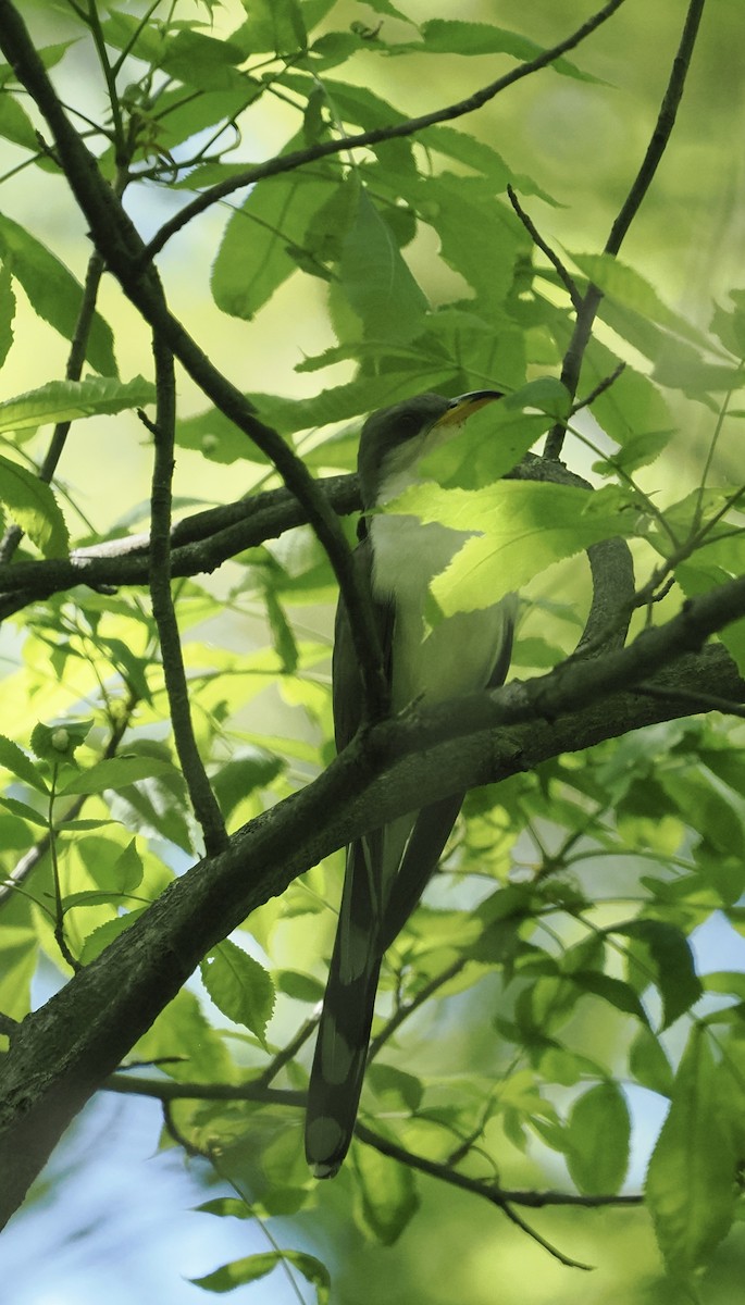 Yellow-billed Cuckoo - ML619633827