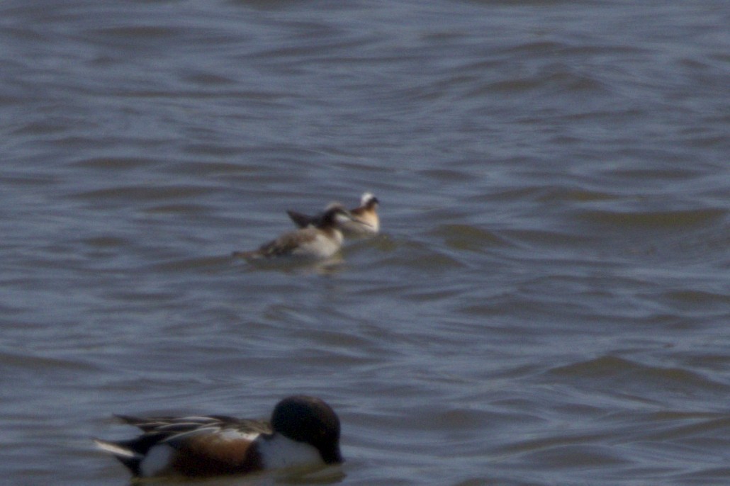 Wilson's Phalarope - Josh Silva