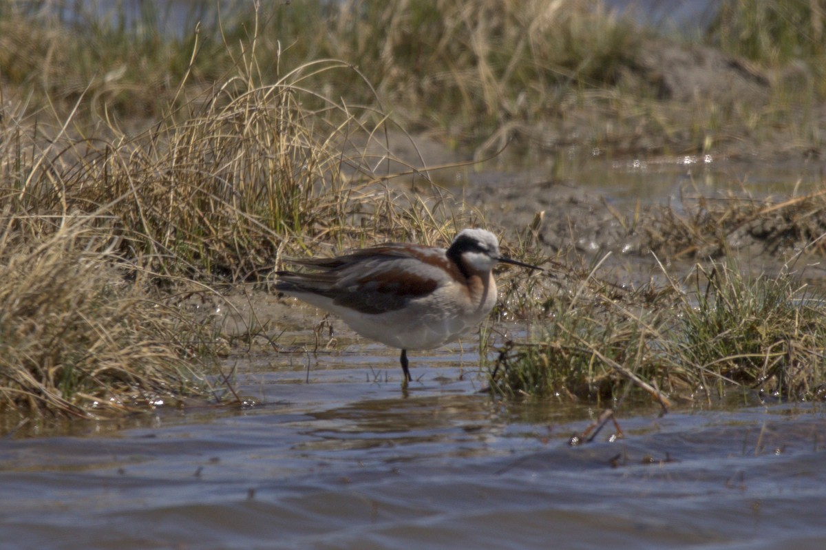 Wilson's Phalarope - Josh Silva