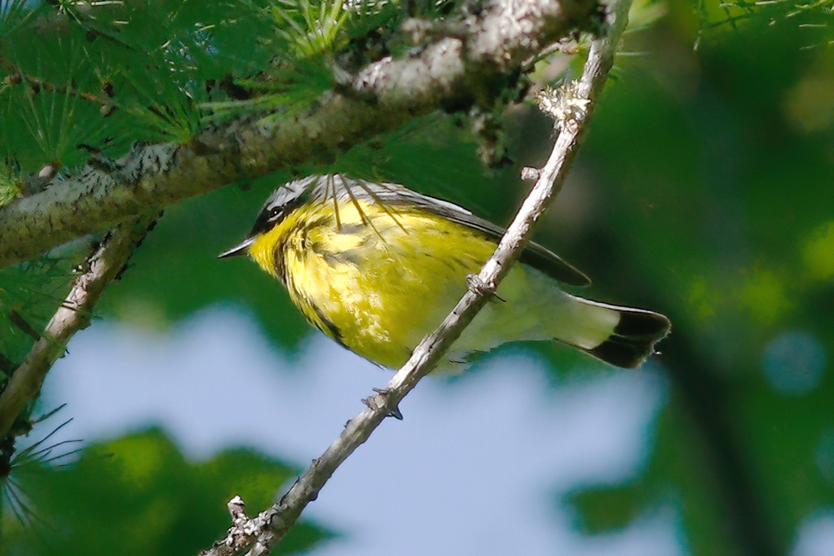 Magnolia Warbler - ML619633835