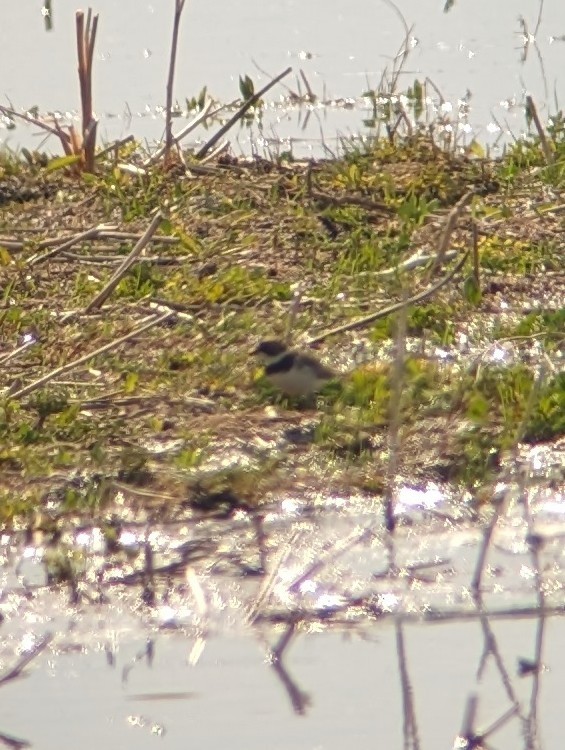 Semipalmated Plover - Zach Greene