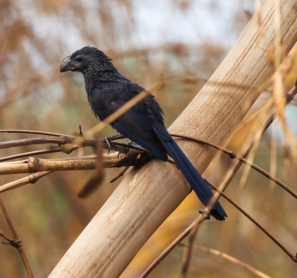 Groove-billed Ani - Ricky Perez Leon