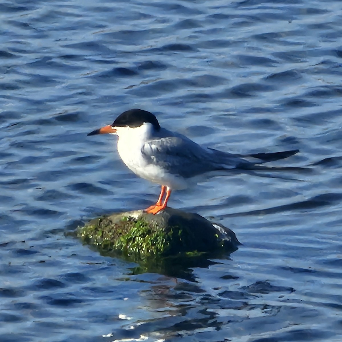 Forster's Tern - Graeme Hinde