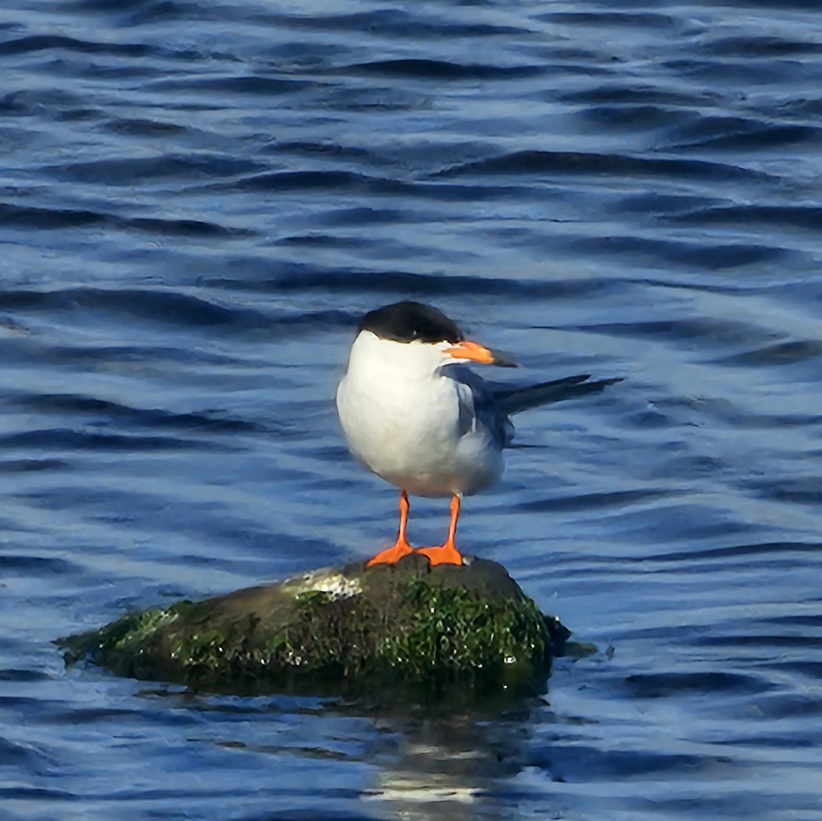 Forster's Tern - Graeme Hinde