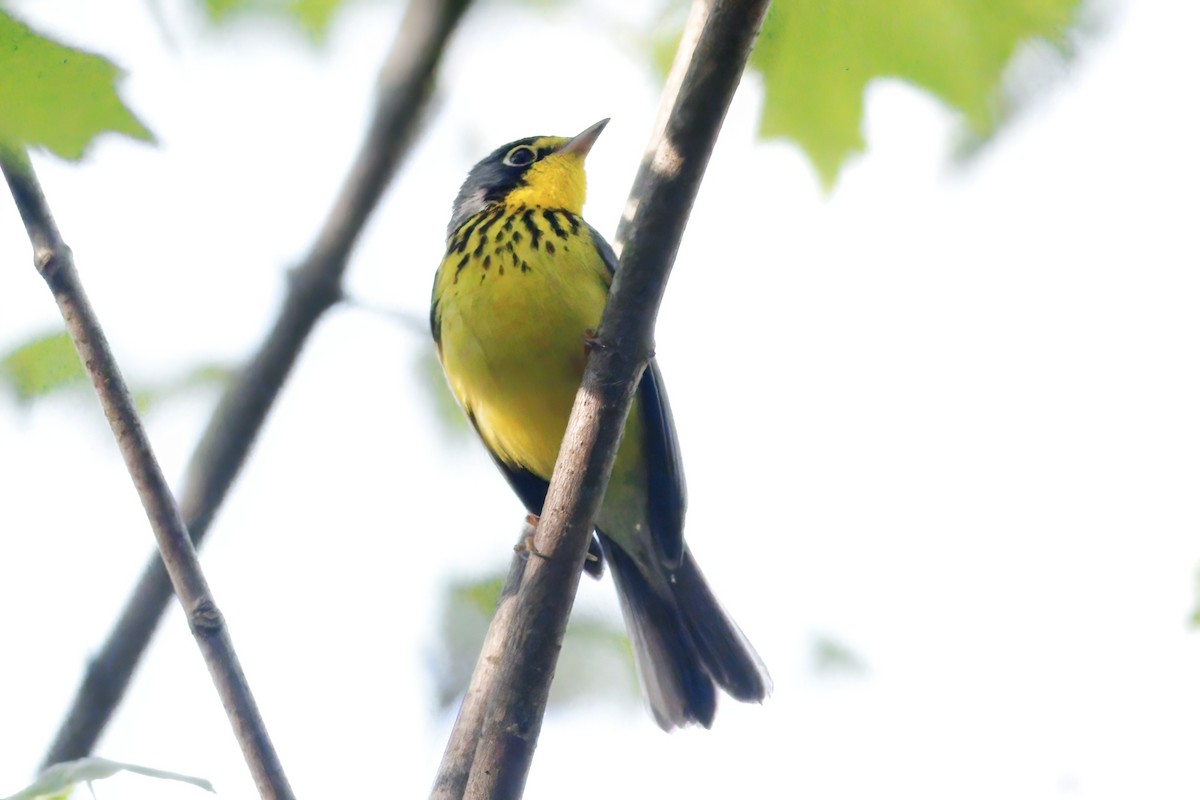 Canada Warbler - Gary Jarvis