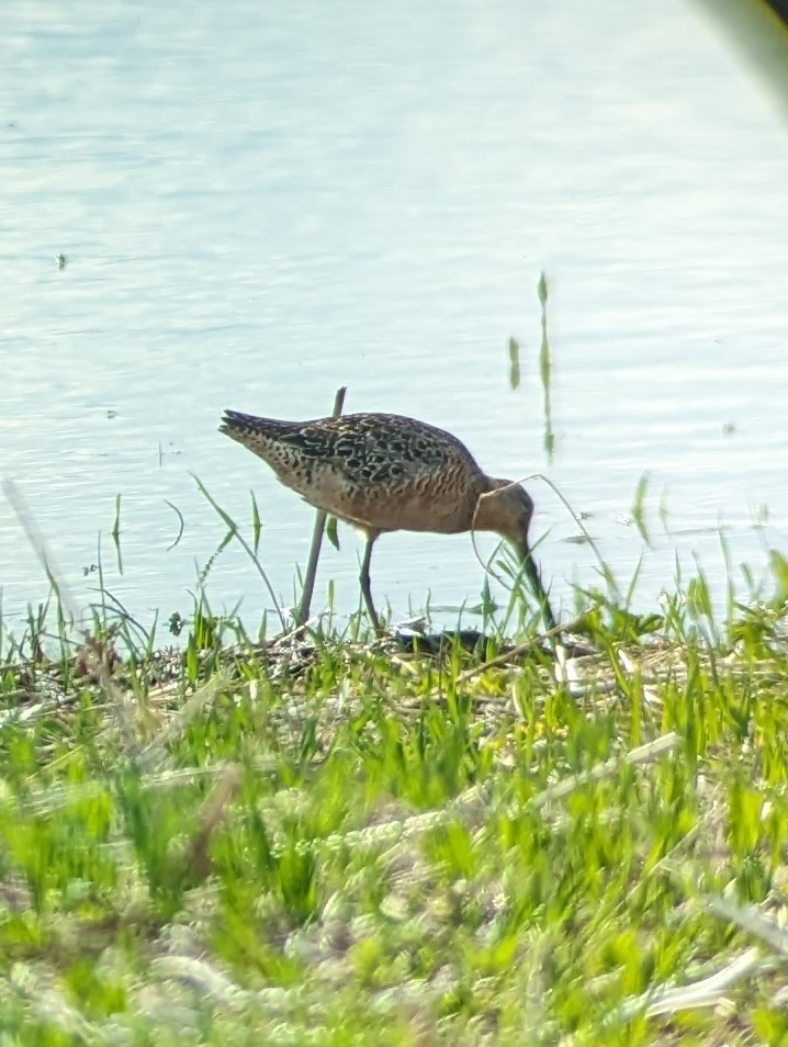 Long-billed Dowitcher - ML619633856