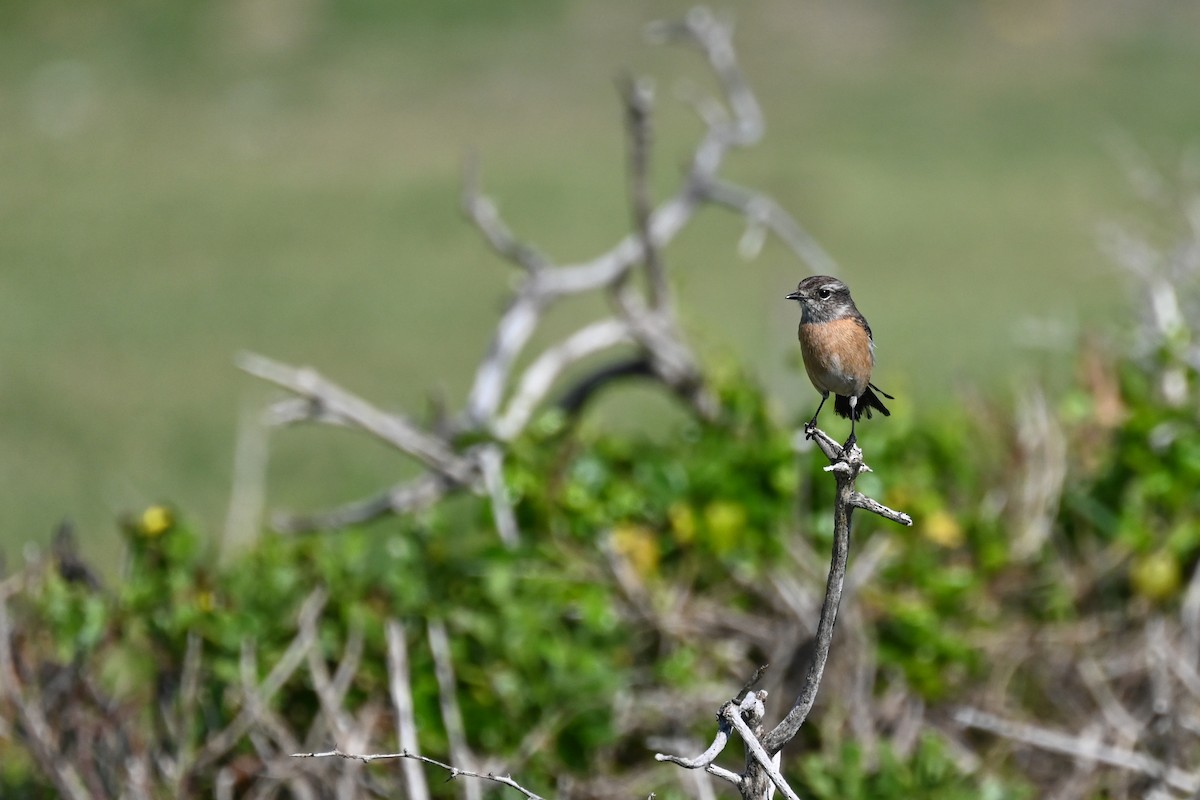 African Stonechat - Marcelina Poddaniec