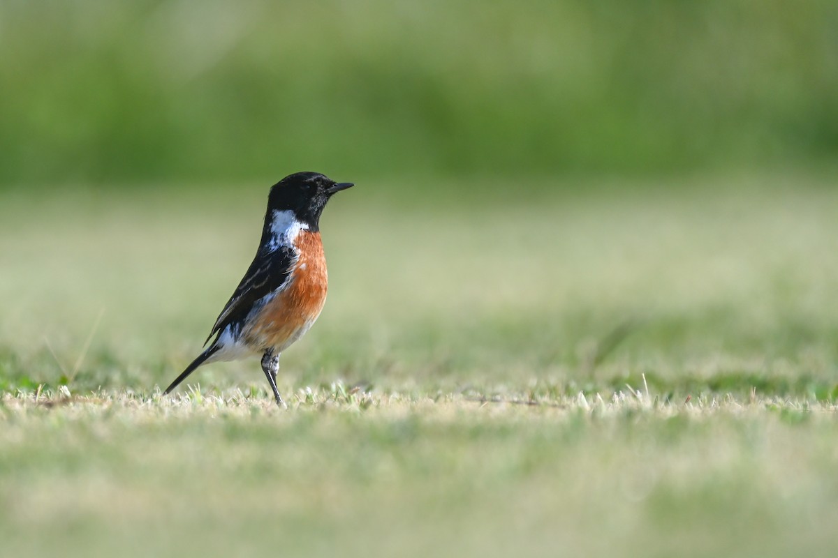 African Stonechat - Marcelina Poddaniec