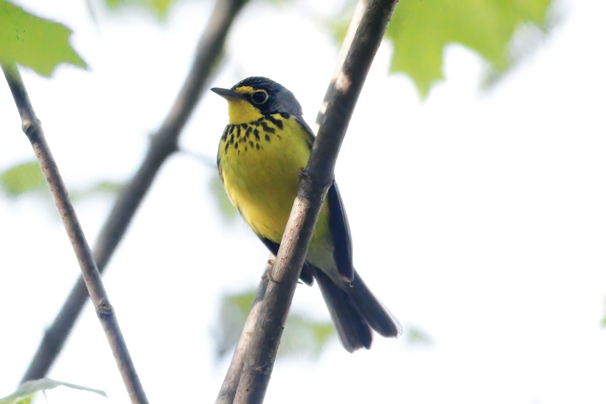 Canada Warbler - Gary Jarvis