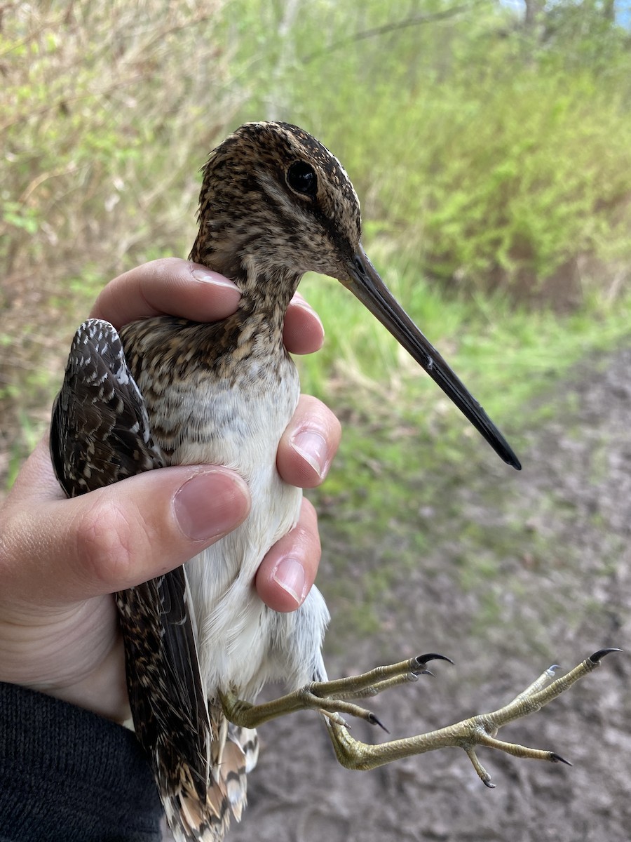 Wilson's Snipe - Danielle Lacasse