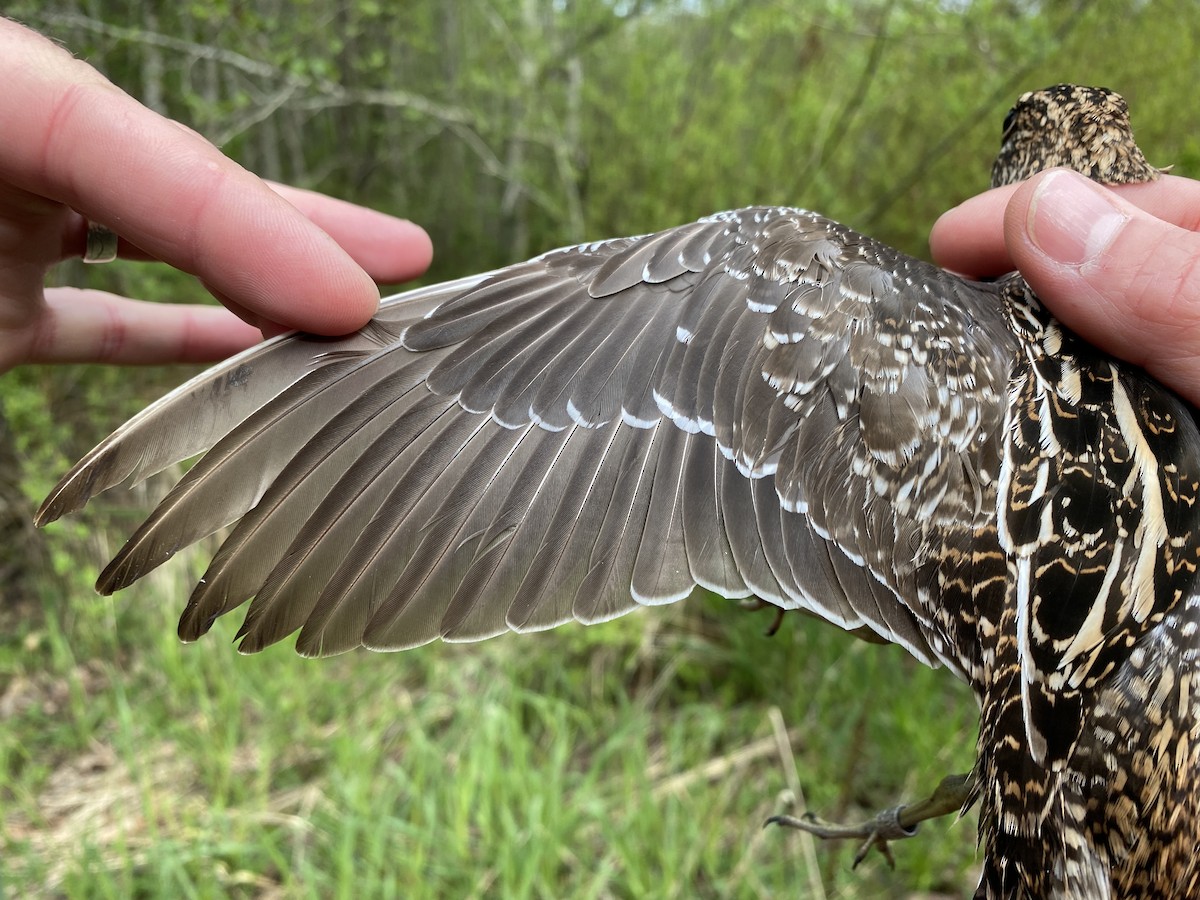 Wilson's Snipe - Danielle Lacasse